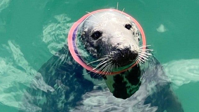 Foca com anel de plástico no pescoço é salva no Reino Unido