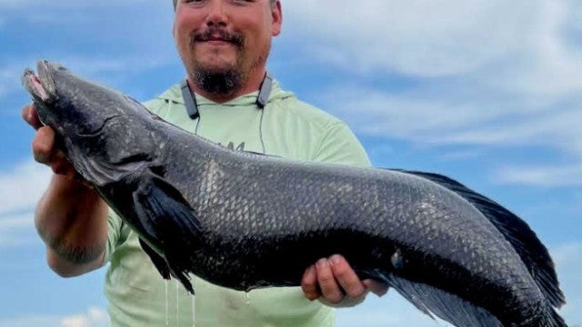 Pescador atinge novo recorde ao pescar peixe cabeça-de-cobra nos EUA