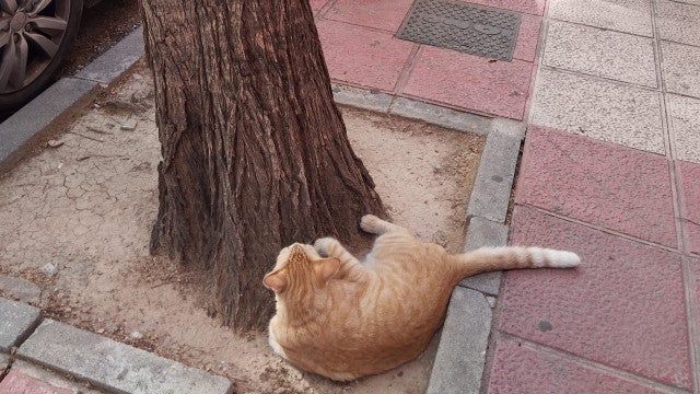 Gato desaparecido é encontrado olhando para cartaz que o procurava