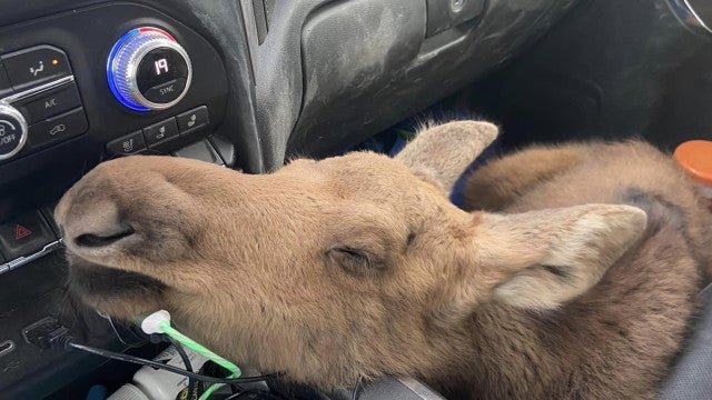 Homem ‘dá carona’ a alce bebê para o salvar de ataque de urso