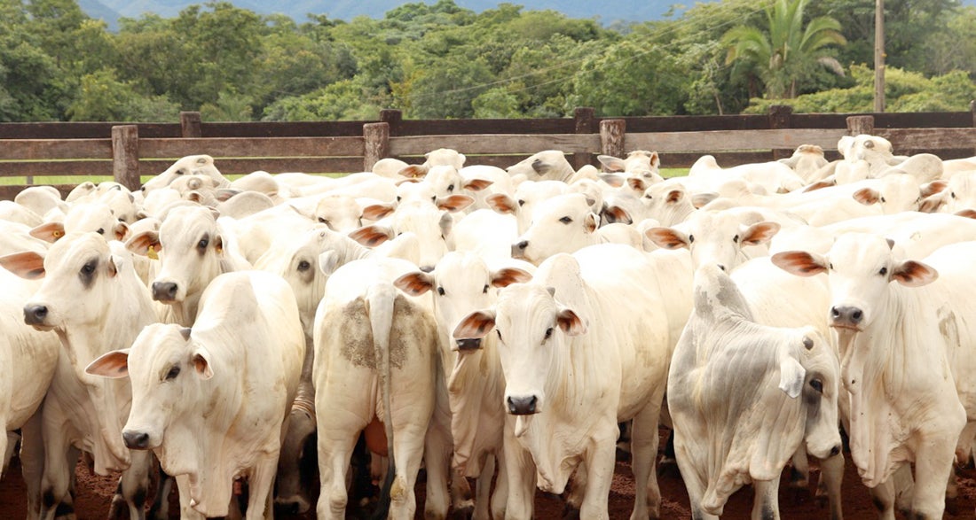 Preço do boi gordo à vista em Mato Grosso tem alta de 1,9%
