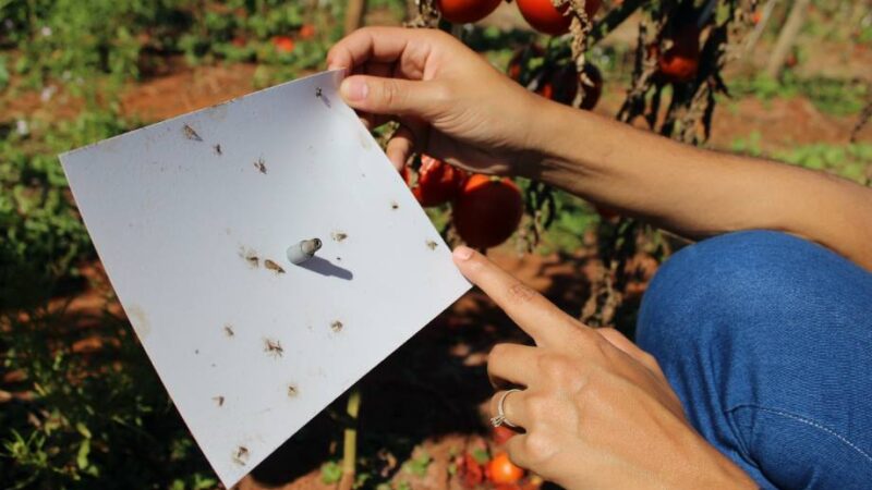 Armadilha digital é a nova aliada no controle diário da Tuta absoluta