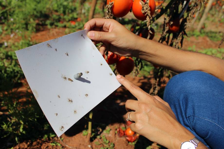 Armadilha digital é a nova aliada no controle diário da Tuta absoluta
