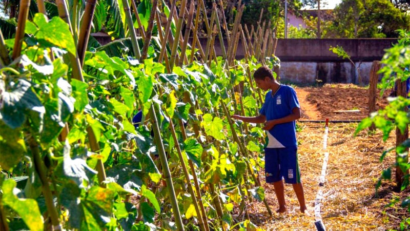 Governo do Estado destina R$ 3,2 milhões para projeto de hortas verticais e horizontais em escolas públicas