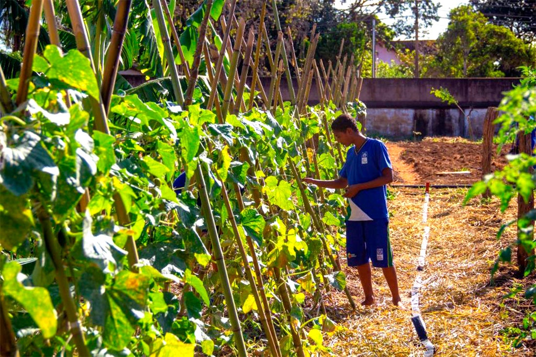 Governo do Estado destina R$ 3,2 milhões para projeto de hortas verticais e horizontais em escolas públicas