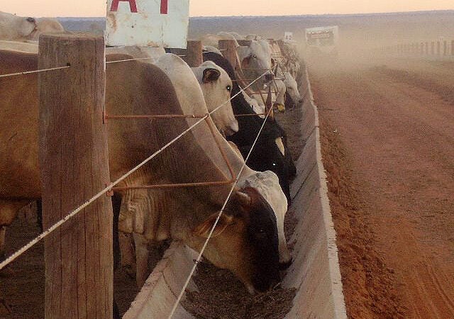 Aumenta confinamento de gado em Mato Grosso mas é menor em relação ano passado