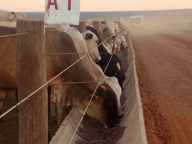Aumenta confinamento de gado em Mato Grosso mas é menor em relação ano passado