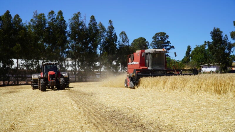 Diversificação de cultivos na metade Sul do RS gera novas oportunidades