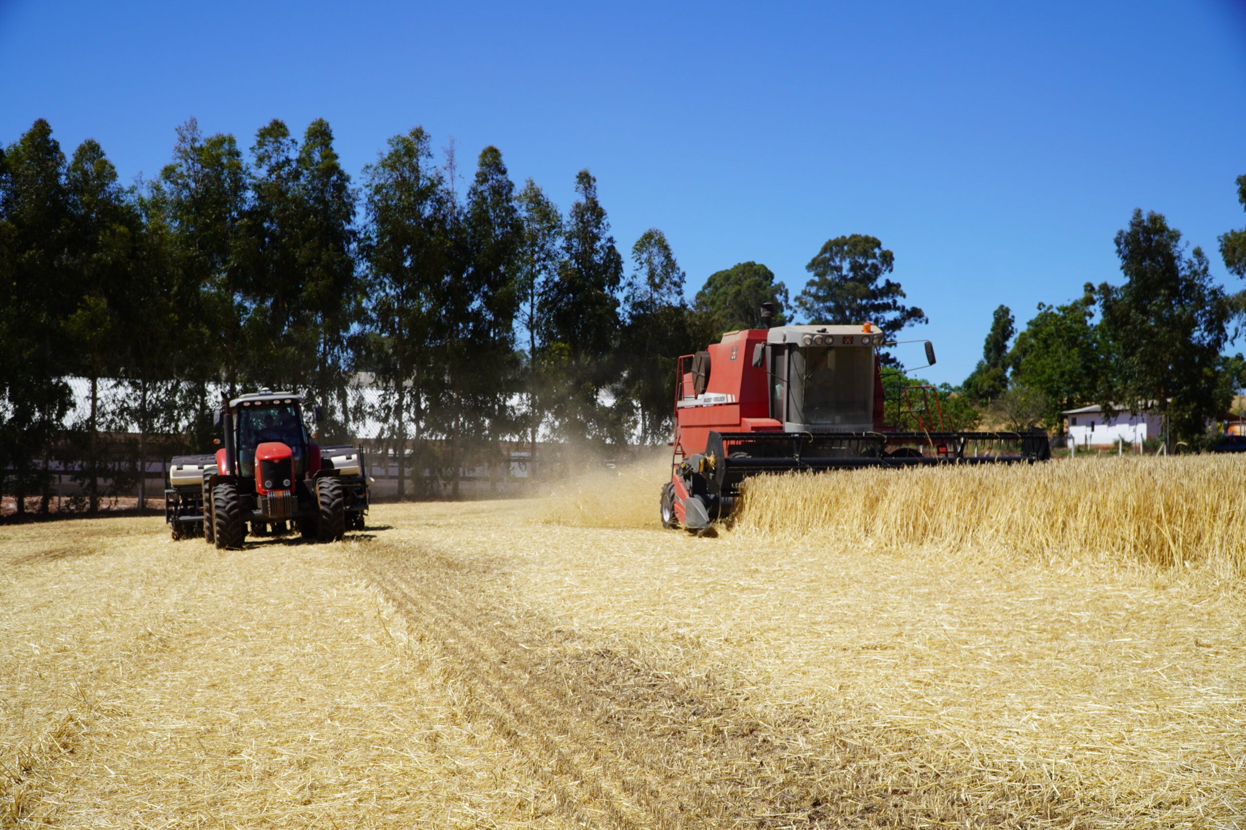 Diversificação de cultivos na metade Sul do RS gera novas oportunidades