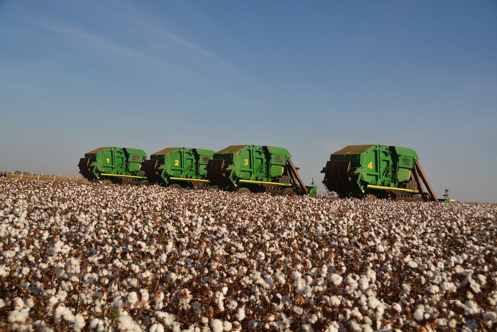 Colheita de algodão avança em Mato Grosso; cotação aumenta
