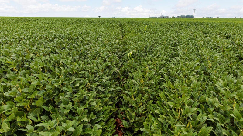 Projeção da próxima safra de soja em MT segue em 12 milhões hectares com ‘incertezas em investimentos’