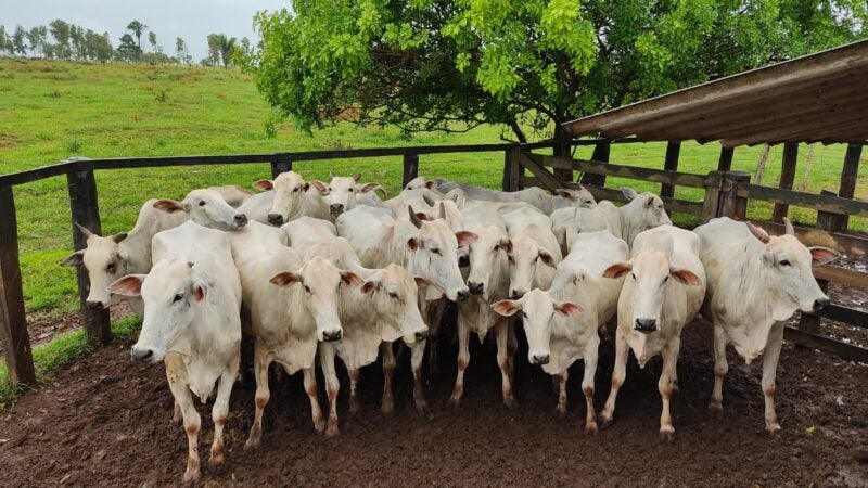 Preços do boi magro e vaca parida caem em Mato Grosso