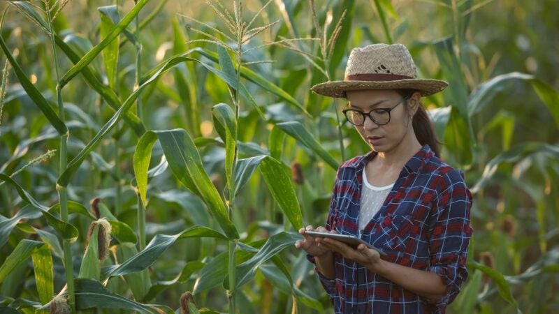 App gera confiabilidade e qualidade nos monitoramentos das lavouras
