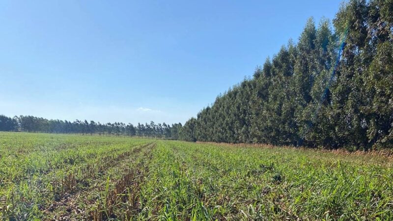 Propriedade paranaense tem redução de custos na agricultura e alta produtividade na pecuária com ILPF