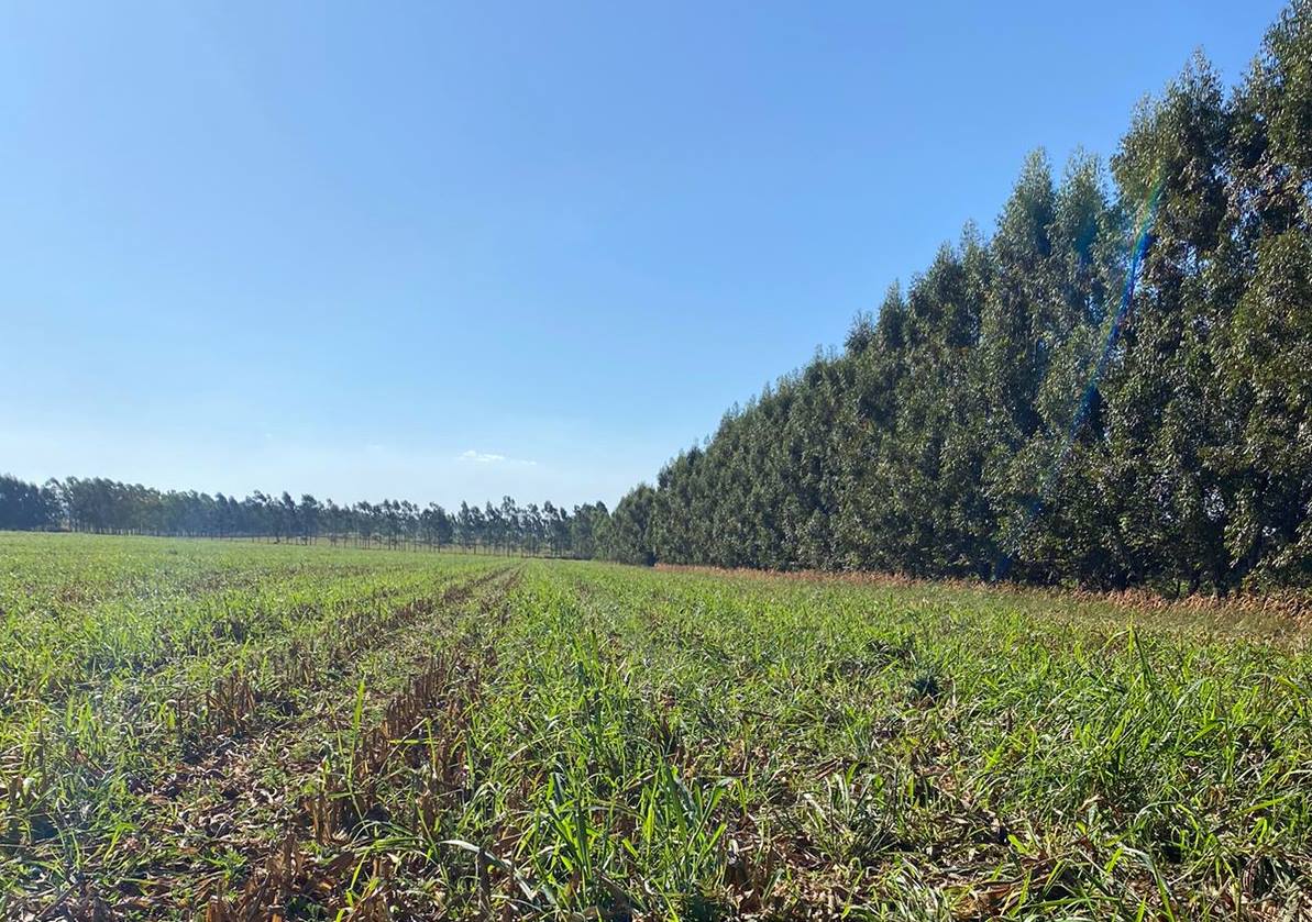 Propriedade paranaense tem redução de custos na agricultura e alta produtividade na pecuária com ILPF