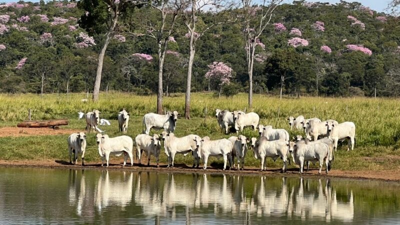 PECUARISTAS DE MT NÃO SOFRERÃO SANÇÃO NA ATUALIZAÇÃO DO ESTOQUE DE REBANHO DE 1º A 30 DE NOVEMBRO