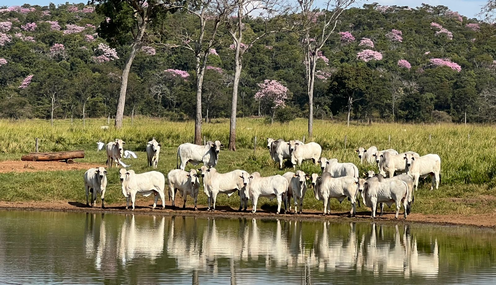 PECUARISTAS DE MT NÃO SOFRERÃO SANÇÃO NA ATUALIZAÇÃO DO ESTOQUE DE REBANHO DE 1º A 30 DE NOVEMBRO