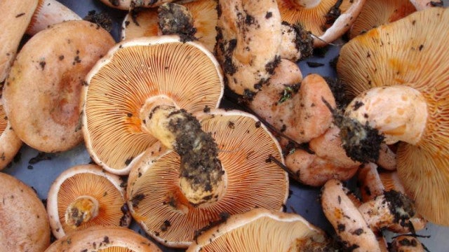 Três idosos morrem após comerem cogumelos, um está em estado crítico