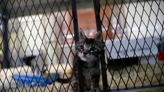 Entenda proibição de venda de cachorros e gatos em pet shops de SP