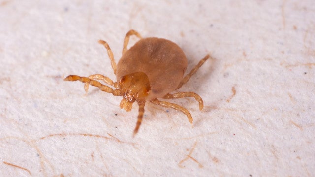 Febre maculosa: Campinas registra mais duas mortes pela doença