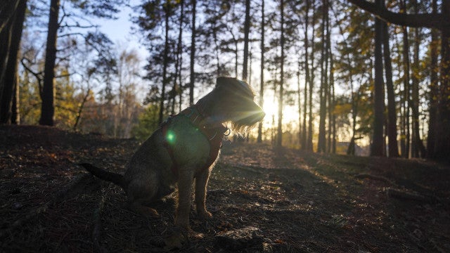 Cadela percorre 163 Km para ir ao encontro dos donos que foram de férias