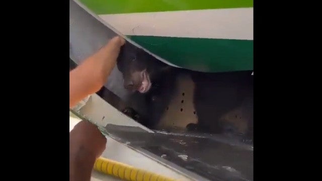 Urso se solta em porão de avião da Iraqi Airlines e atrasa voo