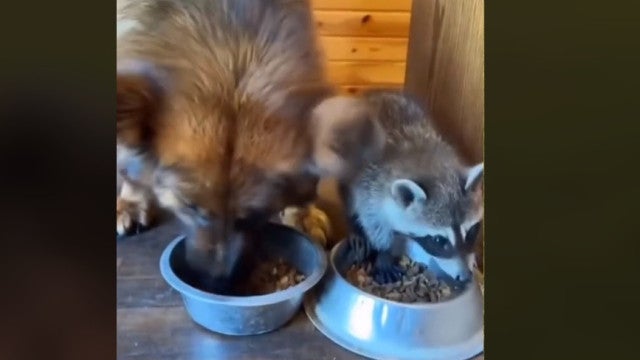 Amizade inseparável: Cão e Guaxinim desafiam receios dos donos