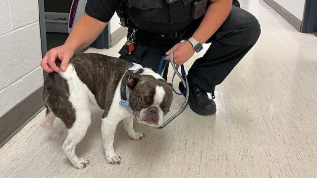 Dona abandona cão em aeroporto dos EUA por não poder levá-lo no avião