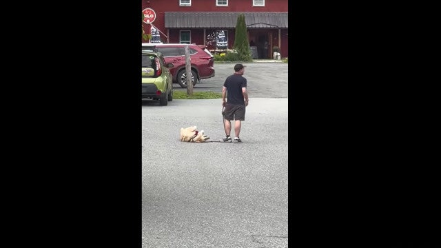 Cão faz birra e se joga no chão para evitar caminhar. Veja o vídeo