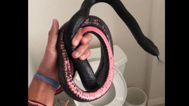 Mulher volta de férias e encontra cobra vivendo dentro do vaso sanitário