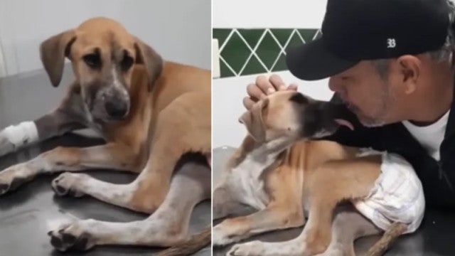 Cadela sofre enfarte 24 horas após ser abandonada e acaba morrendo