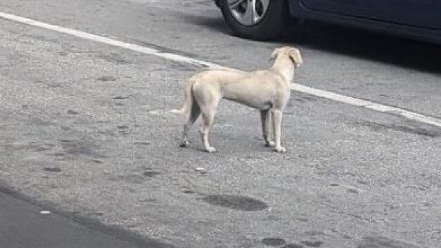 "Coração partido": cadela espera 10 dias pelo dono à porta do hospital