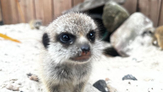 Zoo apresenta as novas suricatas Busta, Missy e Emmie. Vídeo é adorável