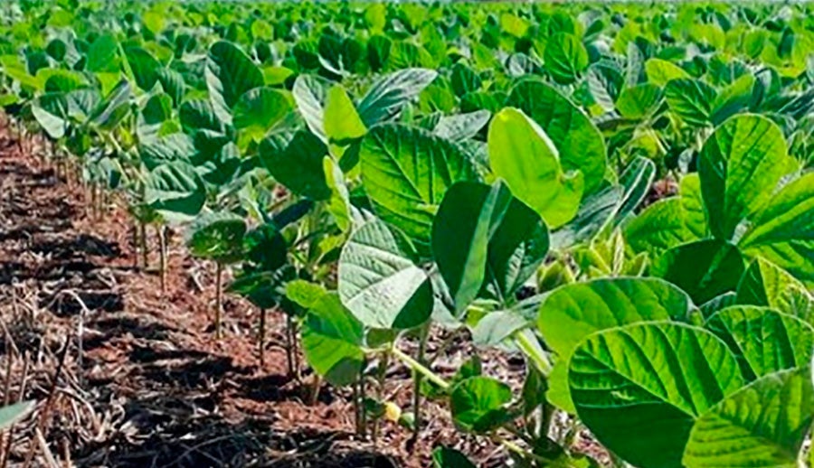 Matupá vai definir transporte de calcário para fortalecer atividades da agricultura familiar