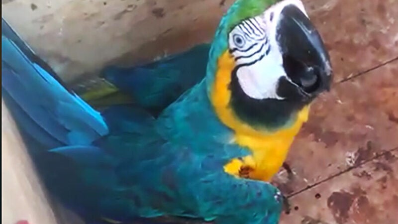 Em Guarantã do Norte arara ferida é resgatada em árvore pelos bombeiros