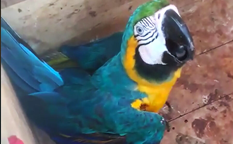 Em Guarantã do Norte arara ferida é resgatada em árvore pelos bombeiros