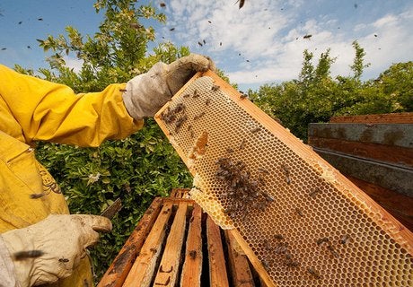 Sindicato Rural de Guarantã do Norte realizaram o curso de manejo avançado na apicultura