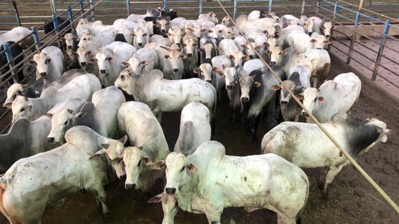 Alta Floresta (MT) recebe a 14ª etapa nacional do Circuito Nelore de Qualidade 2023