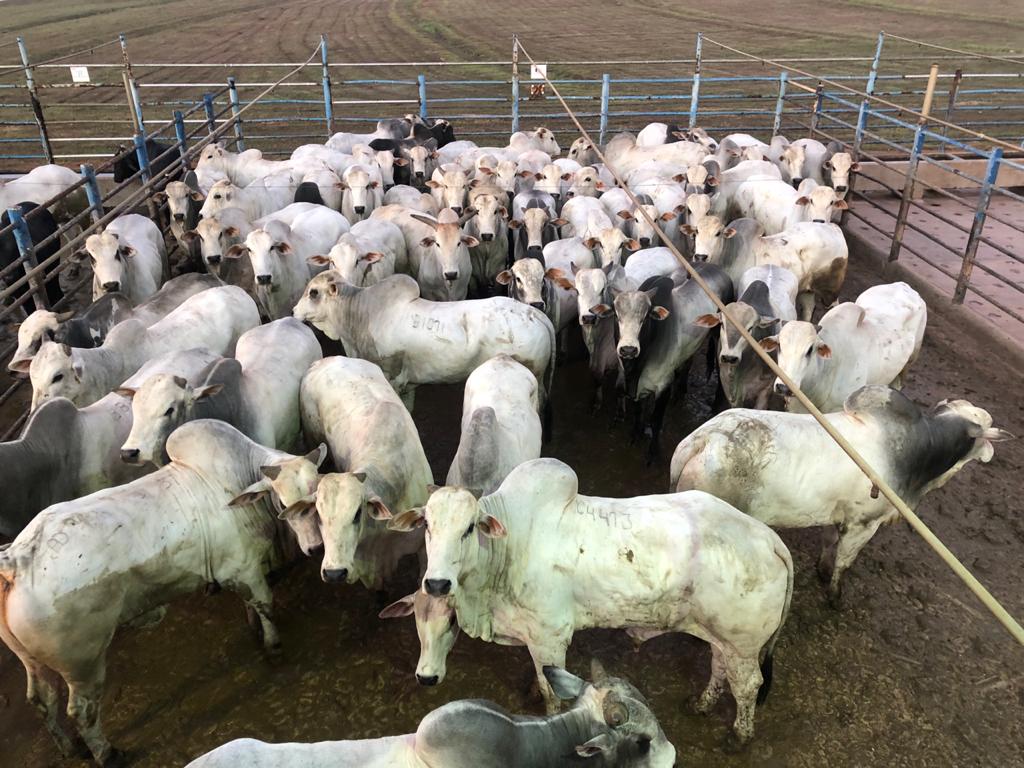 Alta Floresta (MT) recebe a 14ª etapa nacional do Circuito Nelore de Qualidade 2023