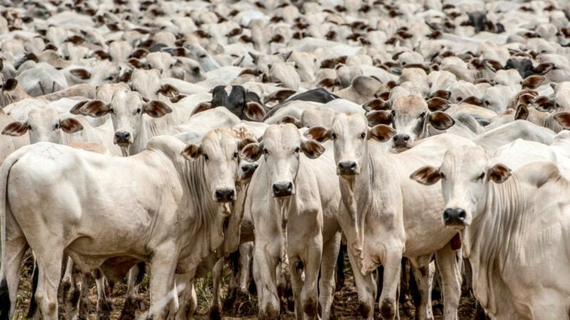 Rebanho bovino de Mato Grosso cresce e tem novo recorde; Cáceres é líder