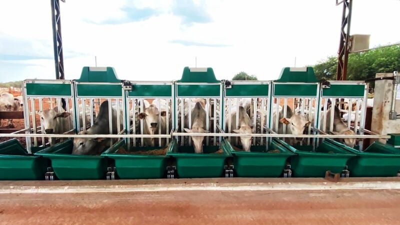 Confinamento aumenta 10 vezes em 15 anos e GMD sobe para até 2kg