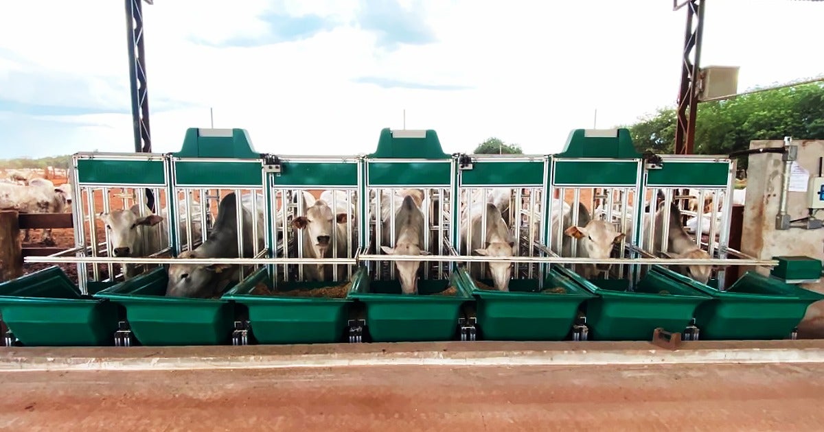 Confinamento aumenta 10 vezes em 15 anos e GMD sobe para até 2kg