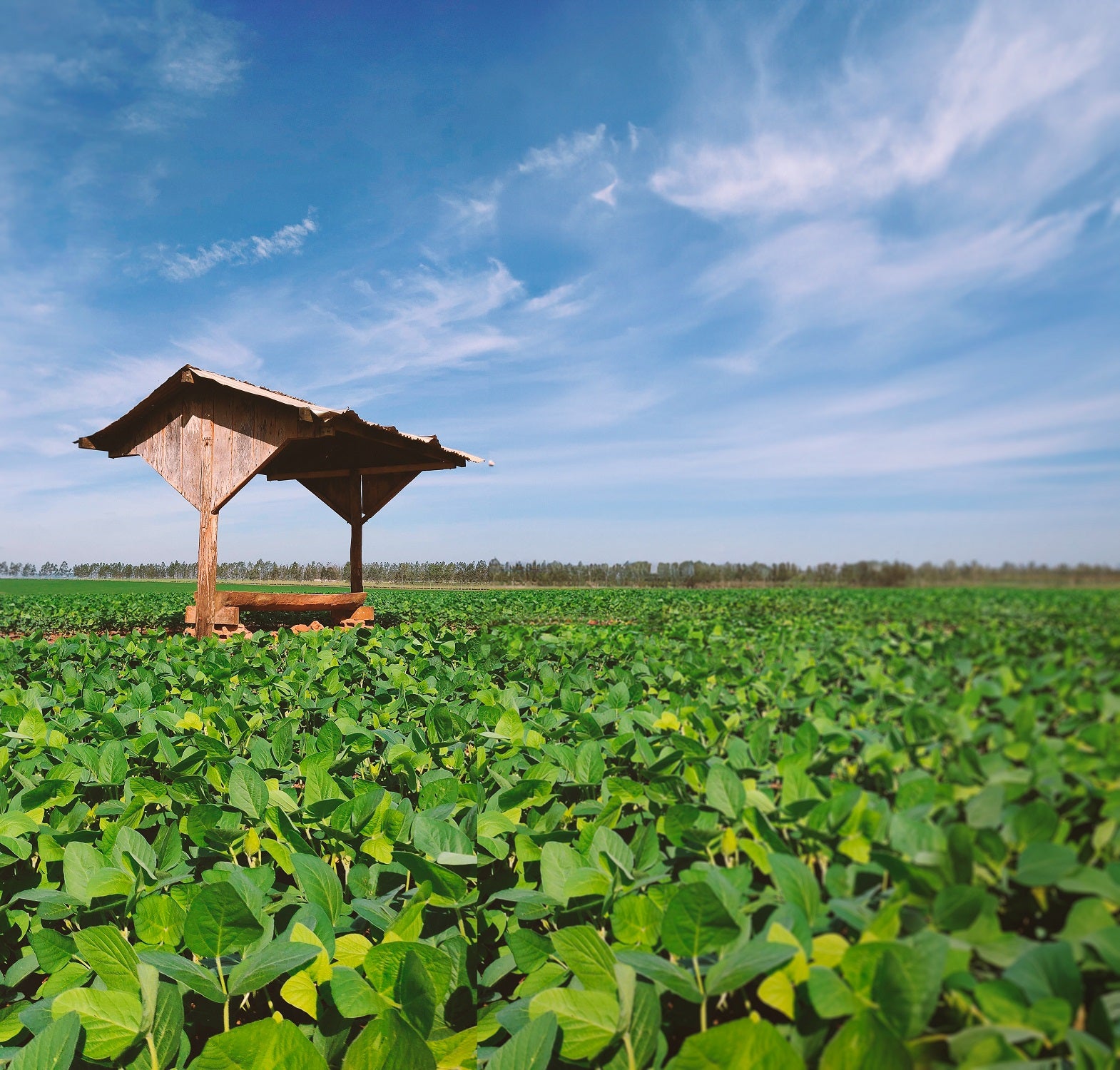 Caravana percorre São Paulo para difundir a ILPF