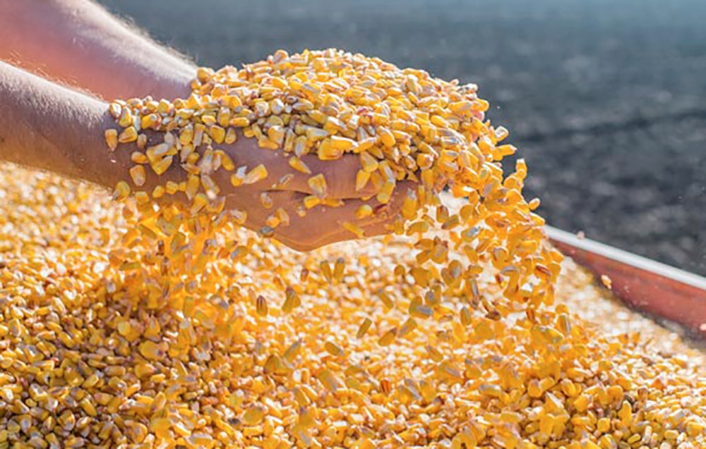 Milho disponível em Mato Grosso cai e média fica em R$ 35