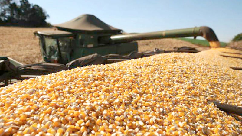 Produção final da próxima safra de milho em Mato Grosso deve ser 13% menos, aponta IMEA