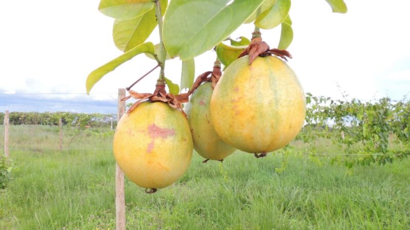 Fundação desenvolve pesquisa para aumento da produção do maracujá em MT