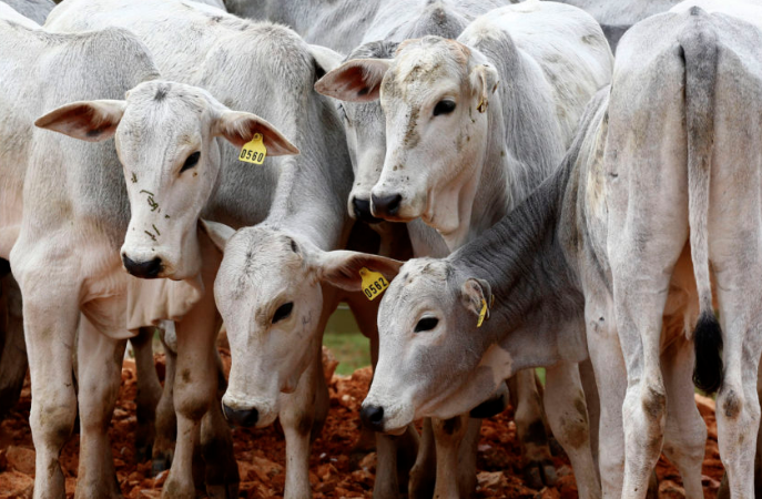 IMEA aponta sustentação nos preços do boi gordo em Mato Grosso