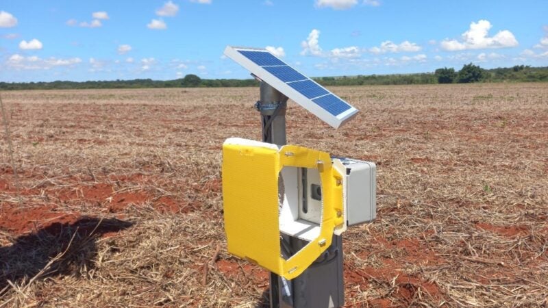Mensurar o impacto da Cigarrinha-africana vai demandar estudos
