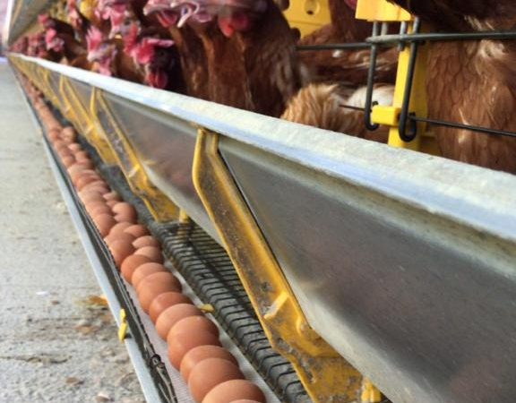 Auster Nutrição Animal anuncia Númia Postura Vitalis, solução nutricional que prolonga o período de produção das aves de postura