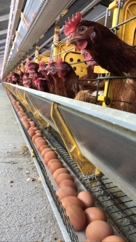 Auster Nutrição Animal anuncia Númia Postura Vitalis, solução nutricional que prolonga o período de produção das aves de postura